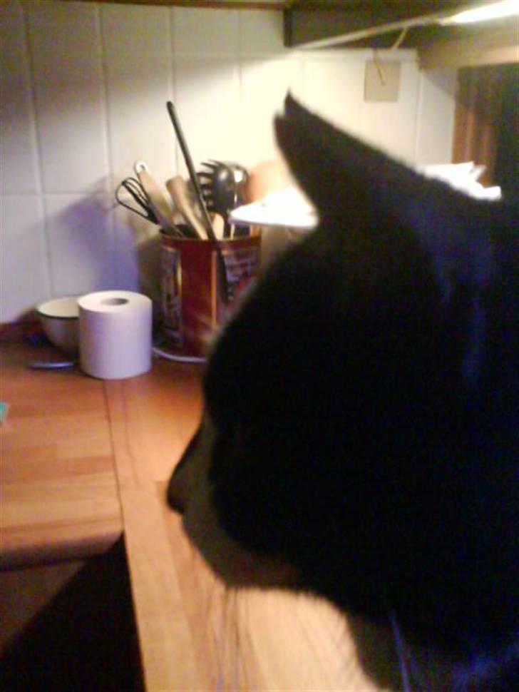 Huskat Smodge | R I P billede 7