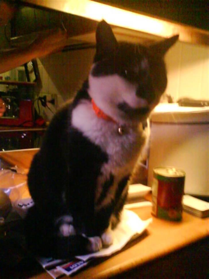 Huskat Smodge | R I P billede 8