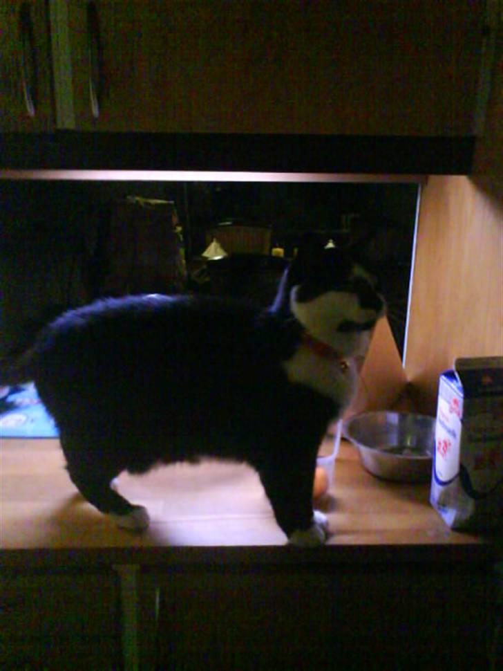 Huskat Smodge | R I P billede 9