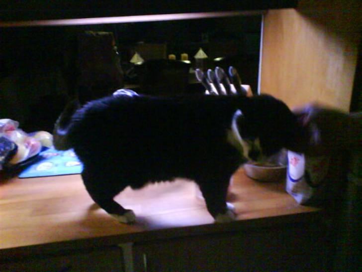 Huskat Smodge | R I P billede 10