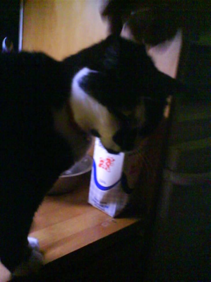 Huskat Smodge | R I P billede 11