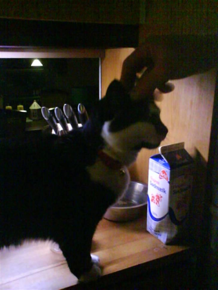 Huskat Smodge | R I P billede 12