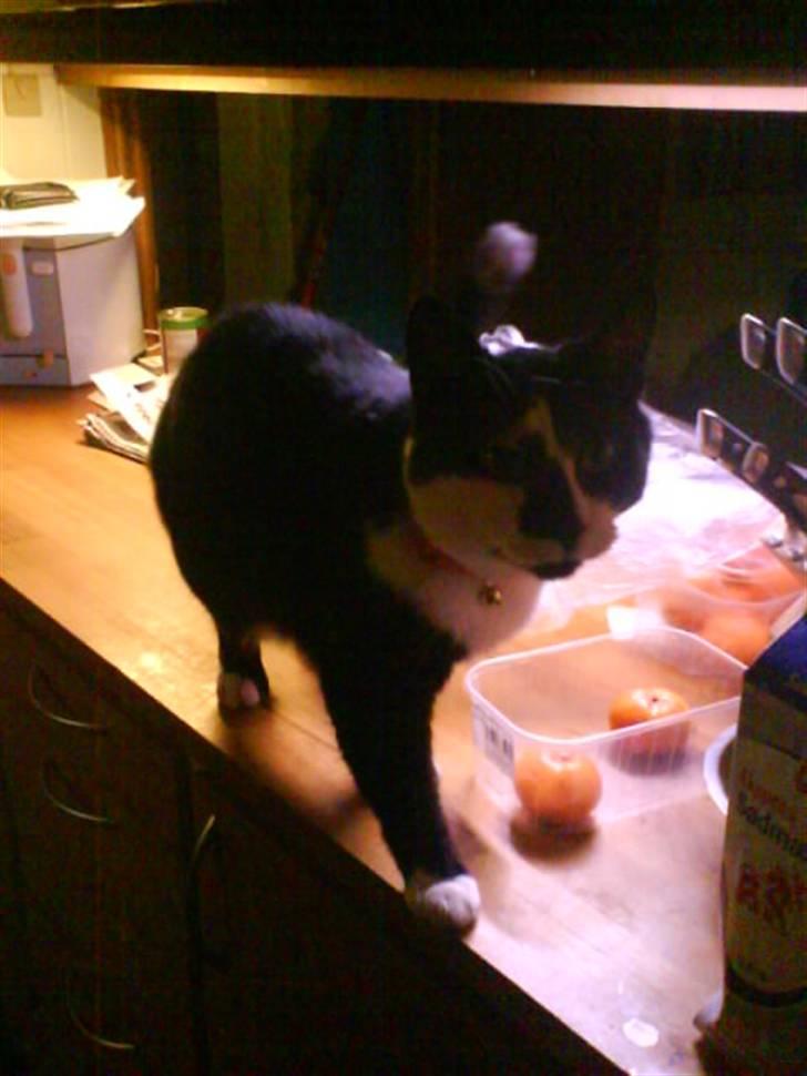 Huskat Smodge | R I P billede 13