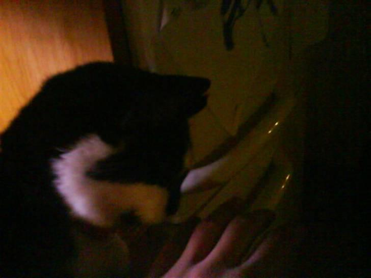 Huskat Smodge | R I P billede 14