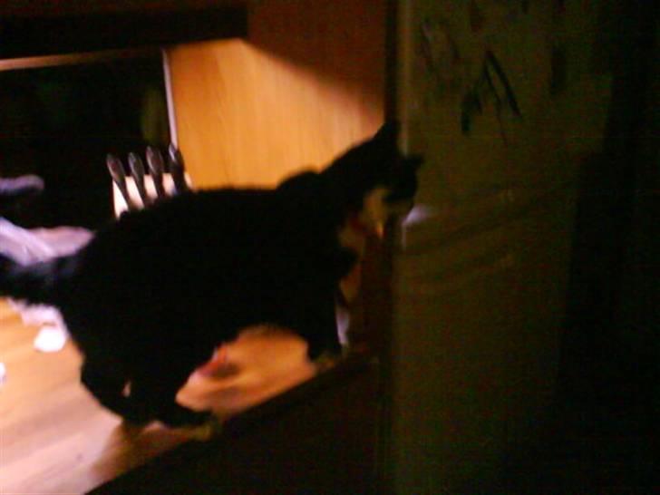 Huskat Smodge | R I P billede 15