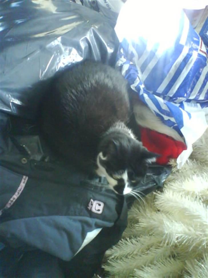 Huskat Smodge | R I P billede 16