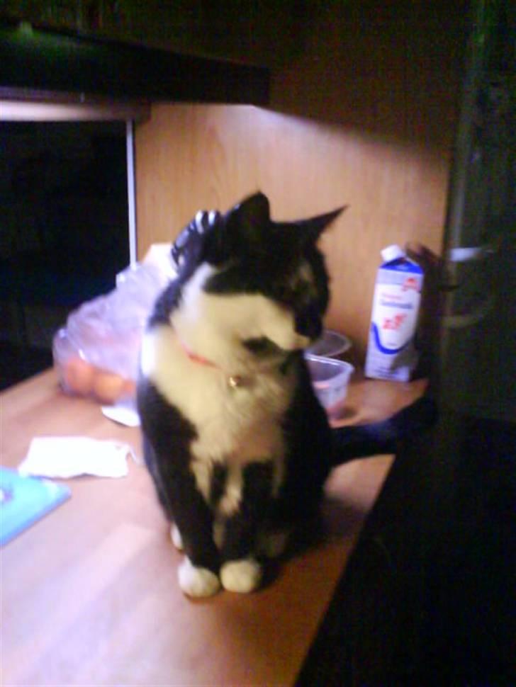 Huskat Smodge | R I P billede 17