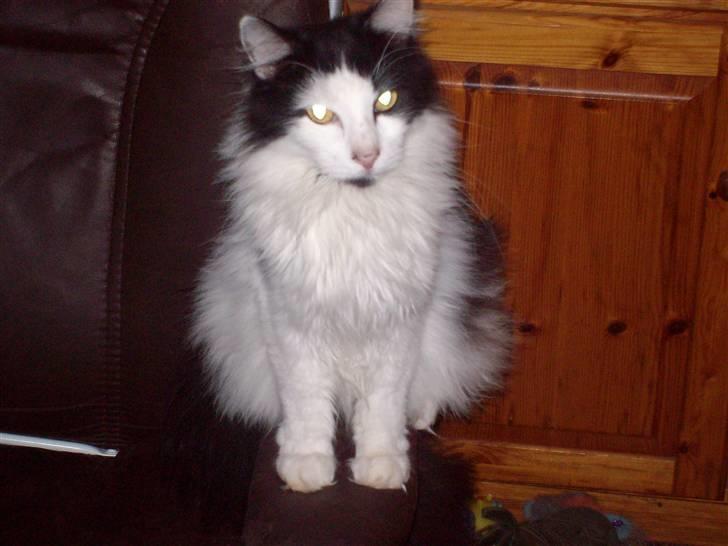 Blanding af racer Pussi - Smukke Pussi  billede 15