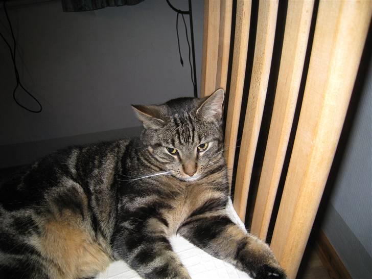 Huskat Grå mis - han er en stolekat billede 7