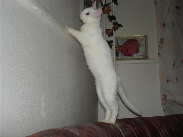 Huskat TILDE DØD - Hvor blev den af? billede 12