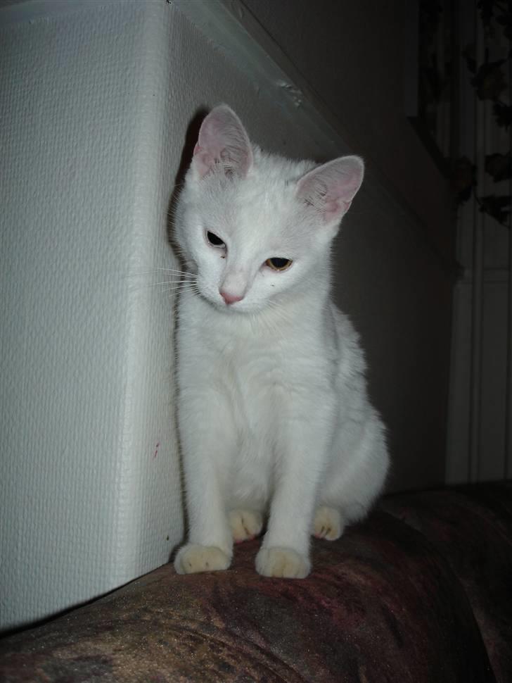 Huskat TILDE DØD billede 13