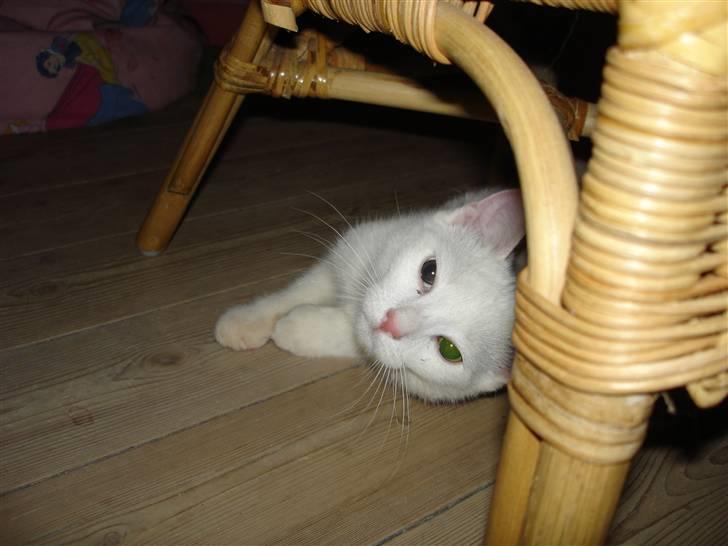 Huskat TILDE DØD billede 14