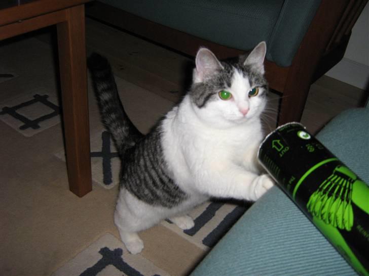 Huskat » Nina †6/05.08† <3 - <3 billede 2