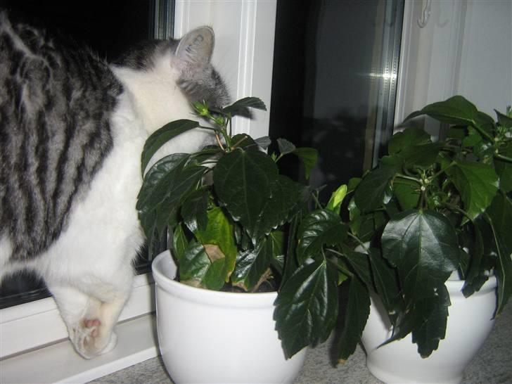 Huskat » Nina †6/05.08† <3 - Hvad er det?? billede 3