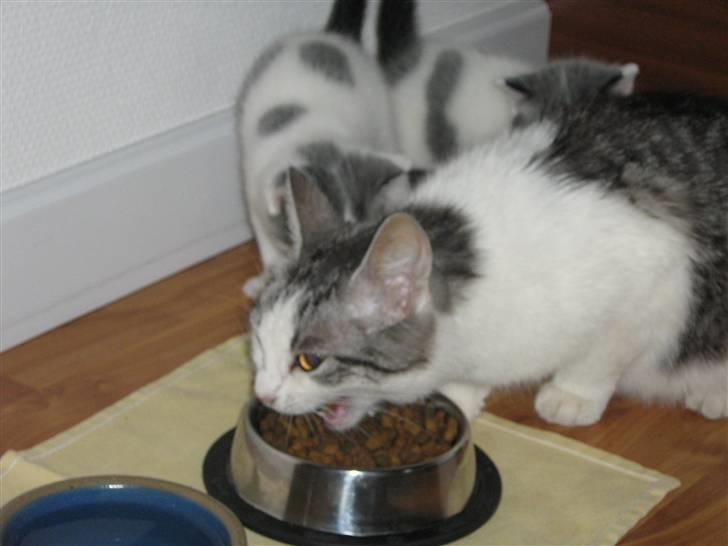 Huskat » Nina †6/05.08† <3 - Hejsa sma killinger billede 4