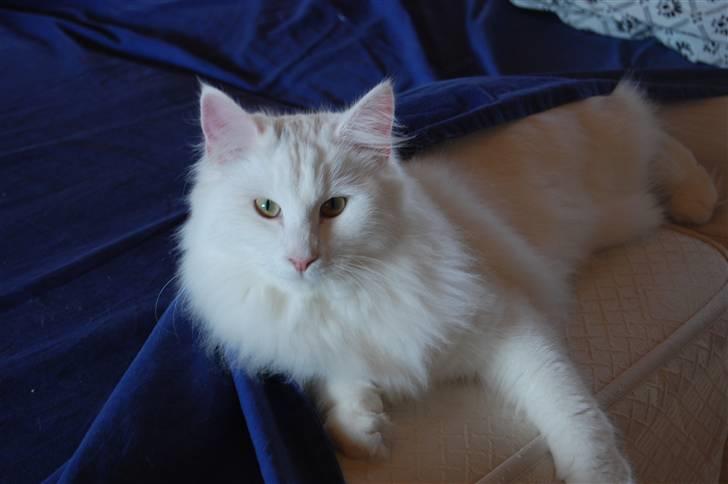 Norsk Skovkat Hekla - Hekla 9 mdr med sit skønne udtryk:-) billede 1