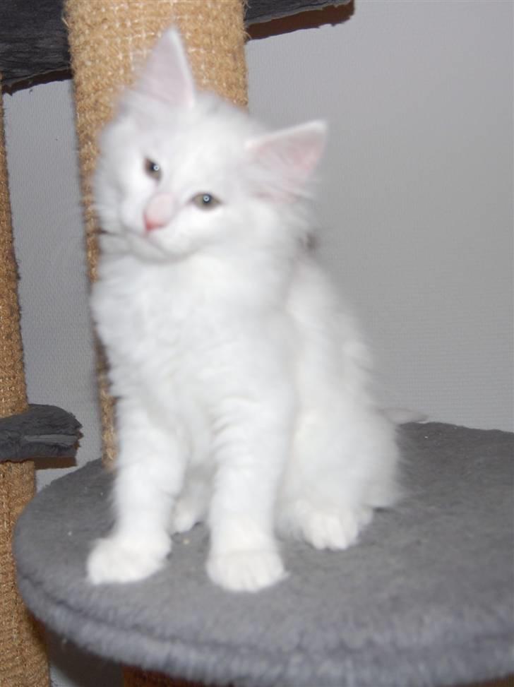 Norsk Skovkat Hekla - baby Hekla billede 2