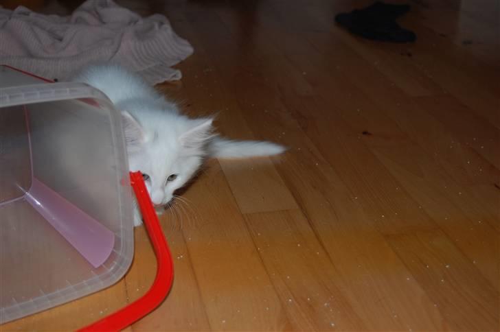 Norsk Skovkat Hekla - Baby Hekla leger.... billede 3