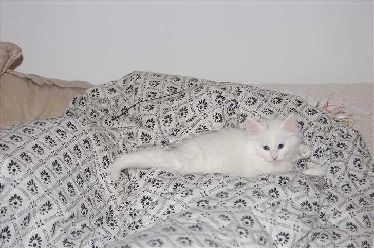 Norsk Skovkat Hekla - Hekla... lige træt og rolig et øjeblik... billede 4