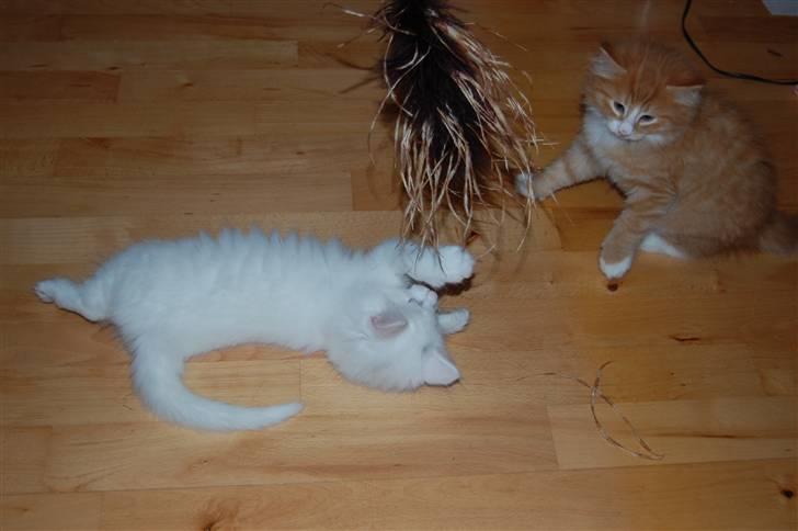 Norsk Skovkat Hekla - baby Hekla leger med bror Strokkur og drillepinden:-)  billede 5