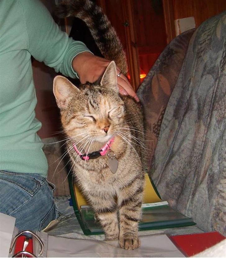 Huskat Pjevs billede 1