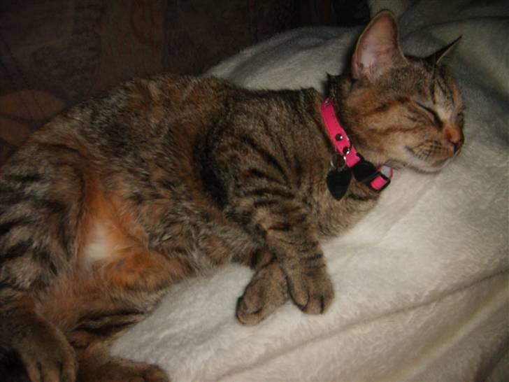 Huskat Pjevs billede 2