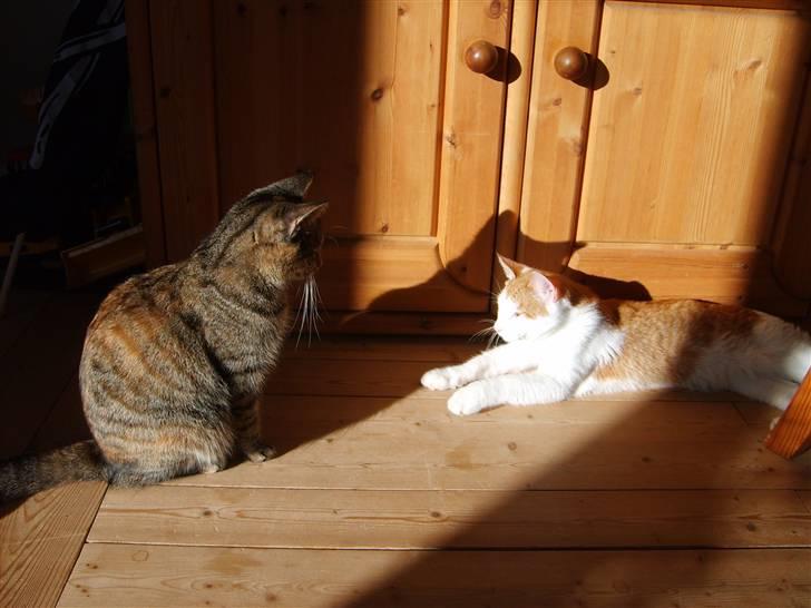 Huskat Pjevs billede 3