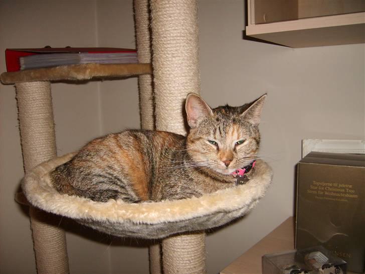 Huskat Pjevs billede 4