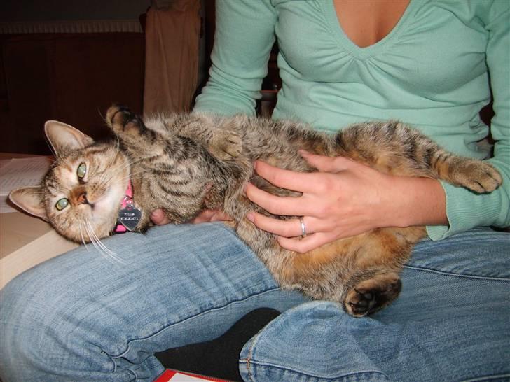 Huskat Pjevs billede 5