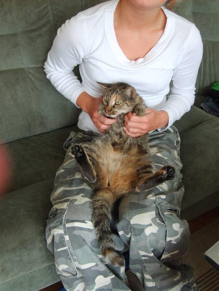 Huskat Pjevs billede 6