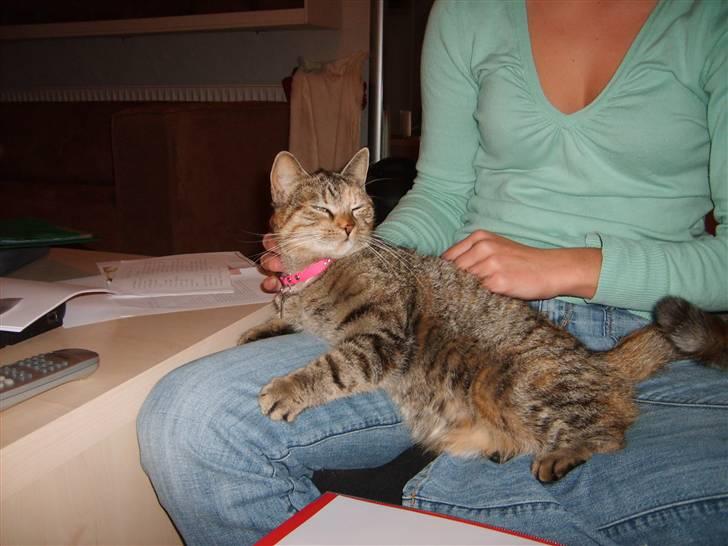 Huskat Pjevs billede 7