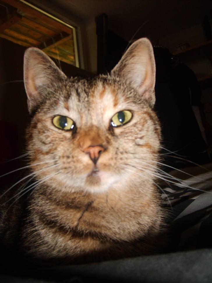 Huskat Pjevs billede 8