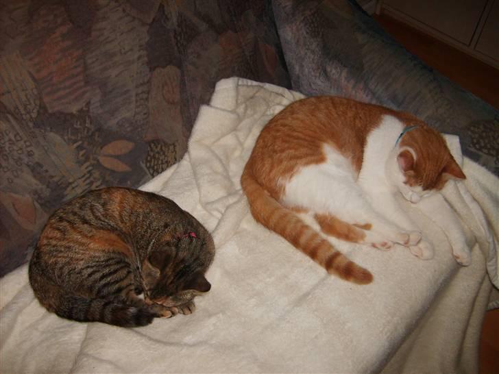 Huskat Pjevs billede 10