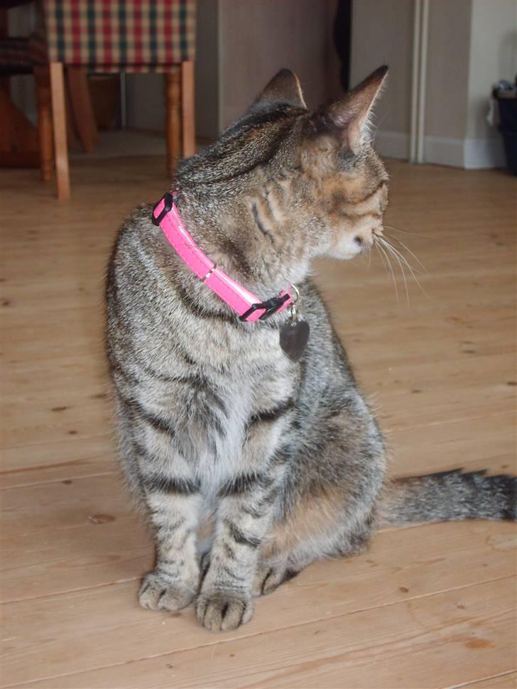 Huskat Pjevs billede 11