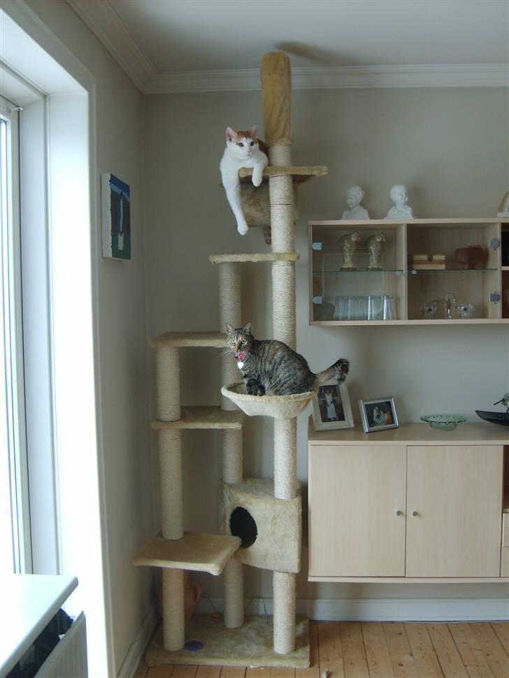 Huskat Pjevs billede 13