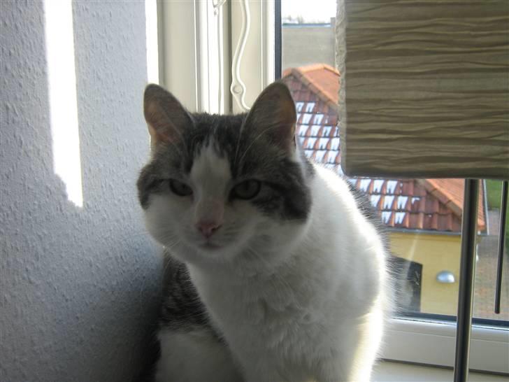 Huskat » Nina †6/05.08† <3 - Min mis jeg savner diiq <3 billede 5