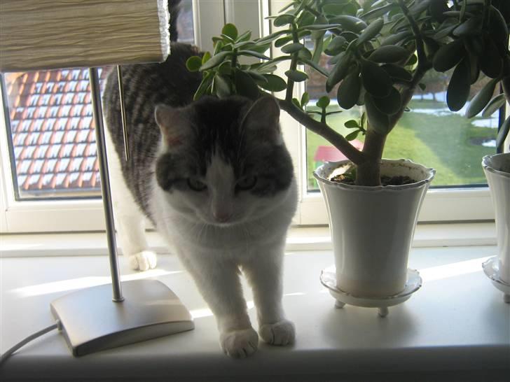 Huskat » Nina †6/05.08† <3 billede 6