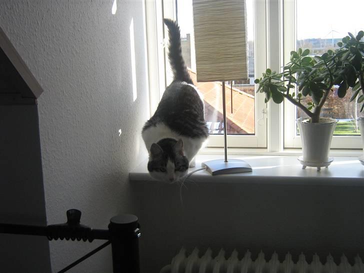 Huskat » Nina †6/05.08† <3 - Nu vil jeg ned. billede 7