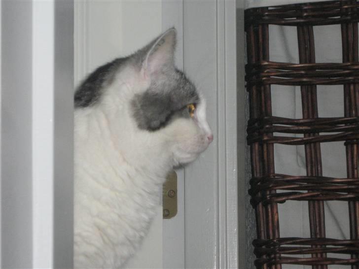 Huskat » Nina †6/05.08† <3 - Hvad er det?? billede 8