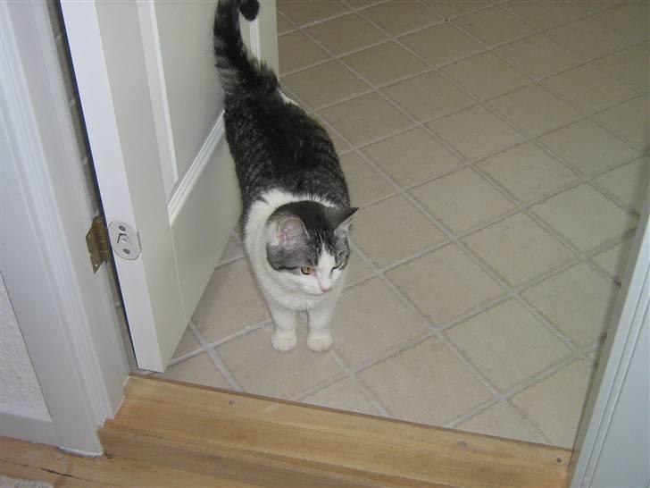 Huskat » Nina †6/05.08† <3 - Hej alle sammen billede 9