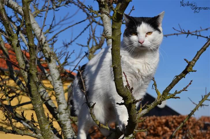 Huskat » Josefine<3 - 3;  billede 3