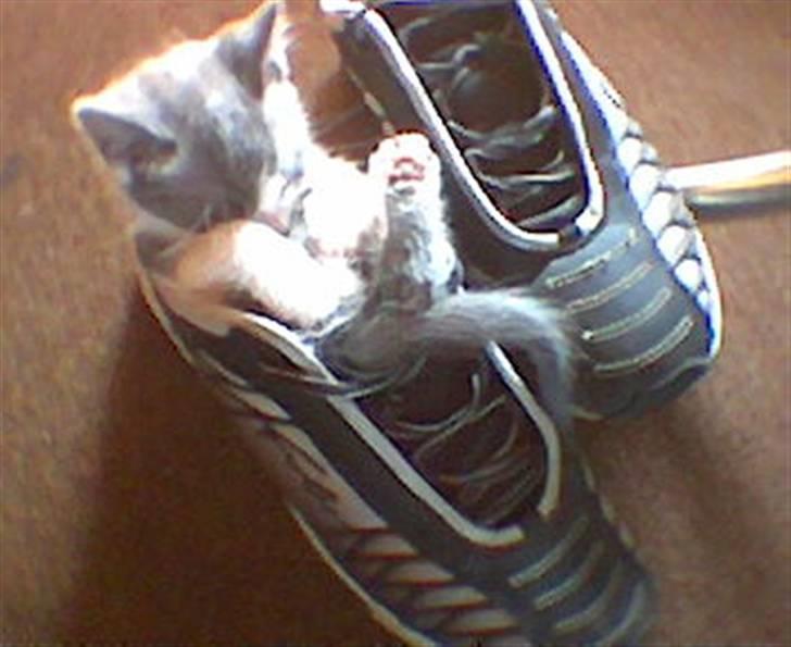 Huskat Dolf - Verdens bedste seng! billede 11