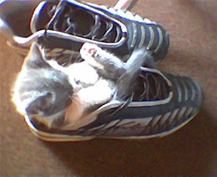 Huskat Dolf - Ja den er god nok.. billede 12