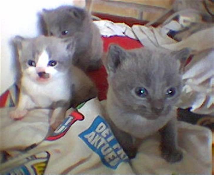 Huskat Dolf - Krølle, Dolf & Brok.. Back in the days! =) billede 13