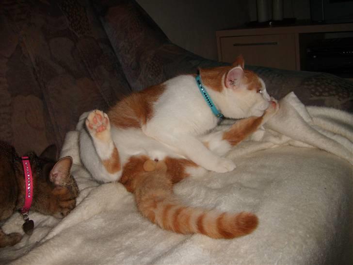 Huskat Garfield billede 5