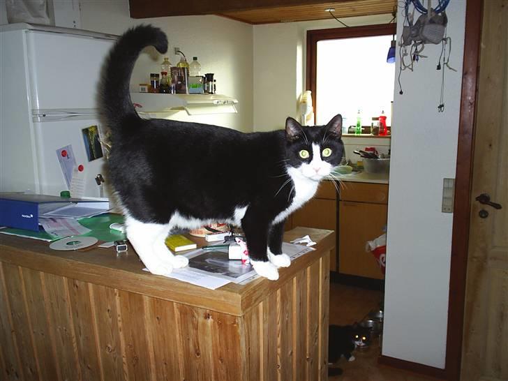 Huskat Basse - Basse præmiegris billede 1