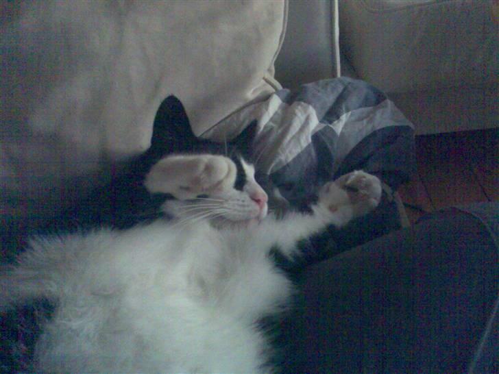 Huskat Basse billede 2