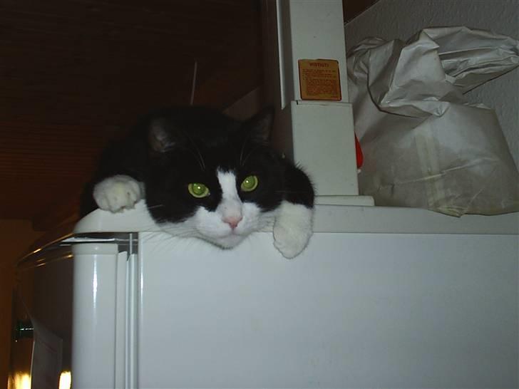 Huskat Basse billede 3