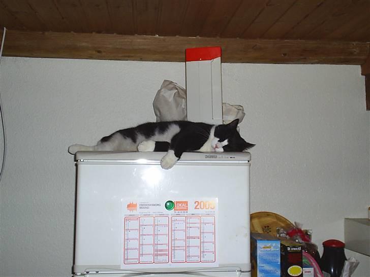 Huskat Basse - Missen af køleren billede 4