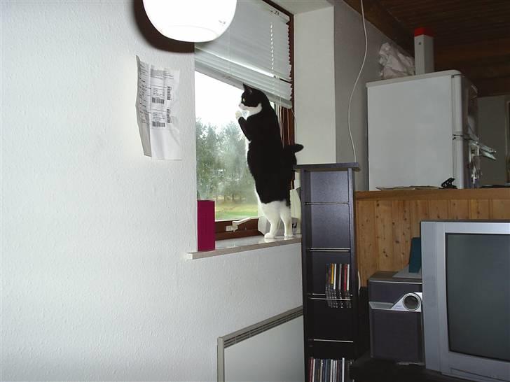 Huskat Basse - Shaker billede 5